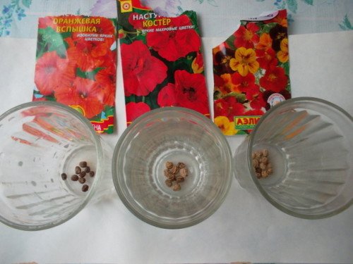 Настурція: вирощування з насіння