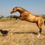 Ахалтекінська порода коней: її огляд, відео та фото