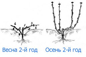 Правила формування молодого виноградного куща навесні (відео інструкція)