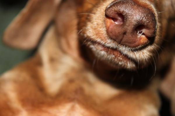 Риніт у собак   причини і лікування нежиті