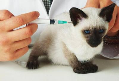 Чумка у кішок (панлейкопенія): діагностика, лікування та профілактика