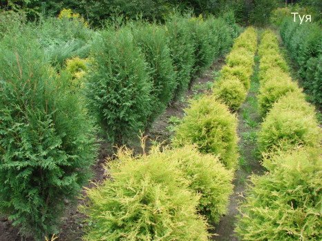 Як вибрати дерева для висаджування на заміській ділянці? Як вибрати дерева для висаджування на заміській ділянці?