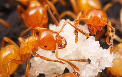 Скільки живуть мурахи і як протікає їхнє життя у мурашнику