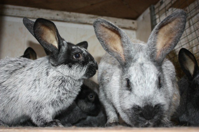 Огляд породи кроликів Серебристі, їх утримання, розведення, відгуки тваринників