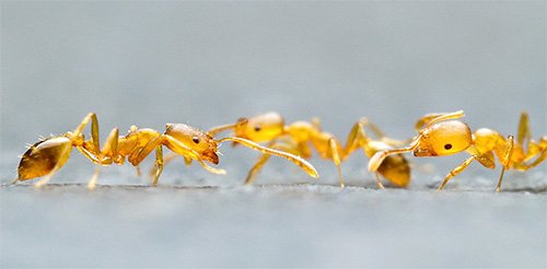 Мурахи різних видів на фото і опис особливостей їх життя