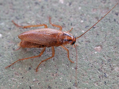 Домашні комахи: фото та назви маленьких паразитів і шкідників