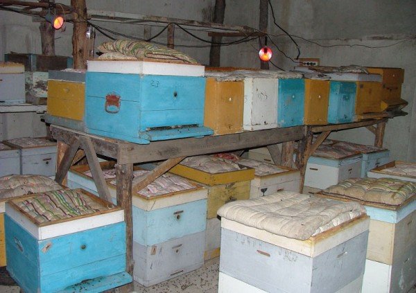Що таке стебник для бджіл і як його побудувати
