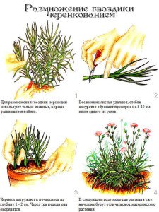 Турецька гвоздика   вирощування з насіння розсадою, коли садити (фото інструкція)