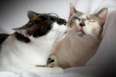 Чумка у кішок (панлейкопенія): діагностика, лікування та профілактика