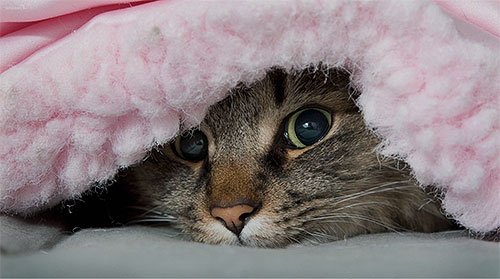 Блохи у кота: що робити?