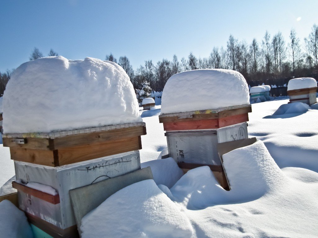 Як підгодовувати бджіл взимку: особливості і відео
