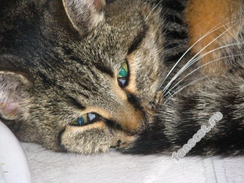 Правильне лікування токсоплазмозу у кішок