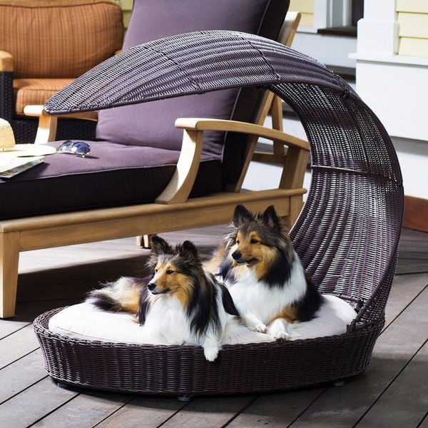 Місце для собаки в квартирі: як облаштувати і привчити до нього вихованця