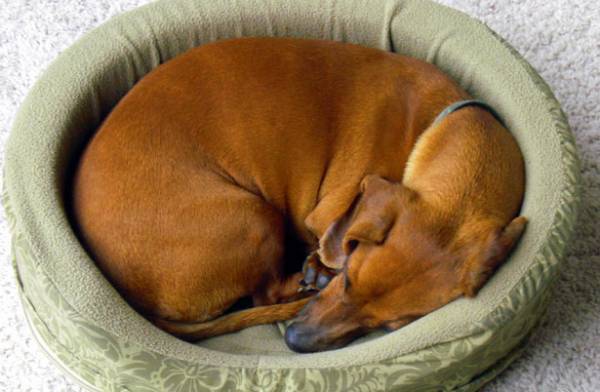 Несправжня вагітність: симптоми і ознаки