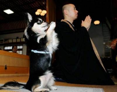 Собаки в релігії: православя, іслам, буддизм, зороастризм