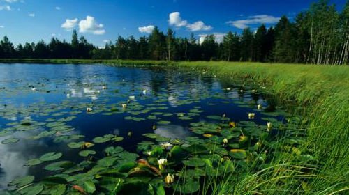 Сонник приснилося болото уві сні до чого сниться болото