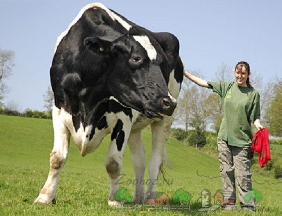 Найбільша корова в світі: її огляд, відео та фото