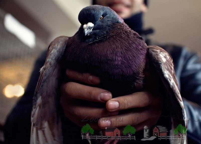 Розведення та утримання голубів в домашніх умовах