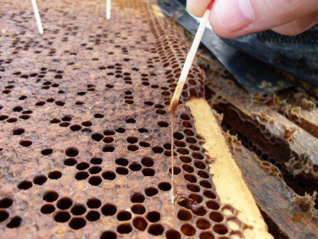 Гнилець у бджіл: американський, європейський, як лікувати