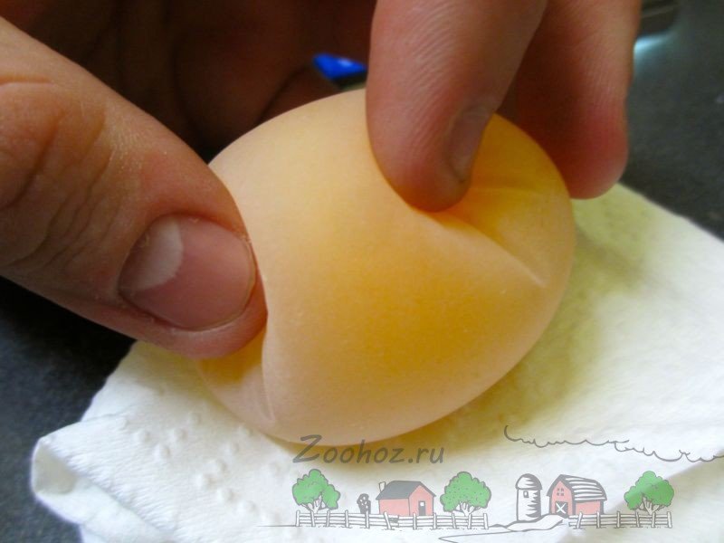 Чому кури несуть яйця без шкаралупи: причини й рішення