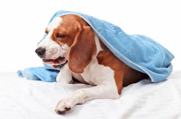 Бронхіт у собак: причини виникнення та методи лікування