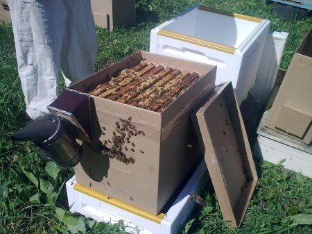 Як зробити відводок бджіл: види формування, поради пасічнику