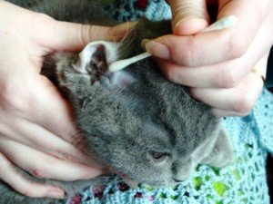 Вушний кліщ у кішок: симптоми, лікування, опис, як дістати з вуха   фото