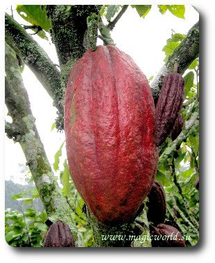 Користь какао   ТОП 5 корисних властивостей какао