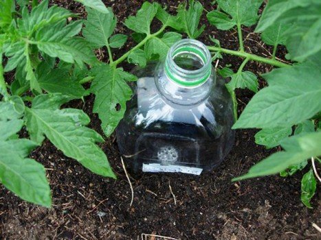 Полив у теплиці своїми руками: пристрій і рішення