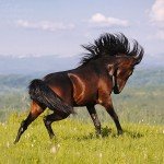 Карачаевская порода коней, опис, особливості, фото і відео