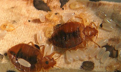 Знищення комах в квартирі: що важливо знати про цю процедуру