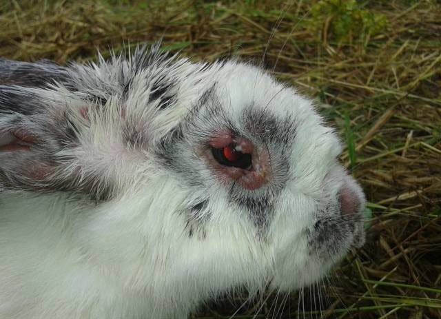 Основні хвороби декоративних кроликів: їх симптоми і лікування
