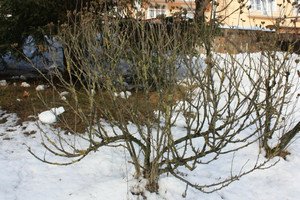 Посадка, обрізка і догляд за садовим деревоподібним гібіскусом (фото сортів)