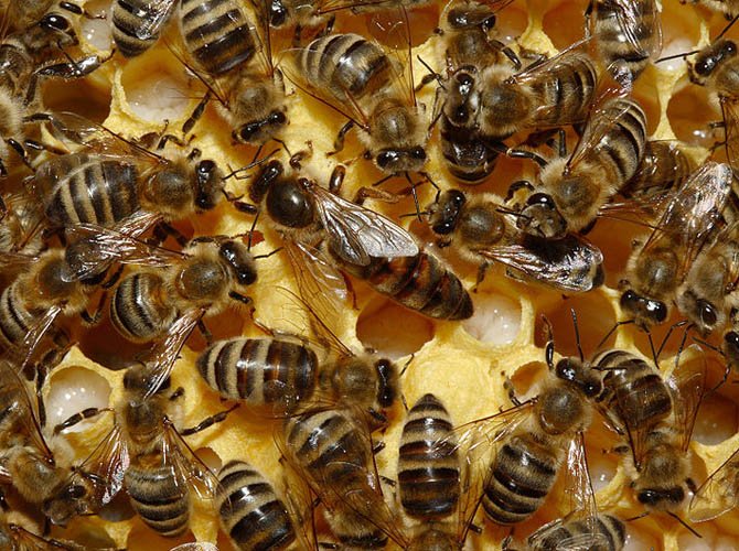 Висновок бджолиних маток для початківців: огляд і відео
