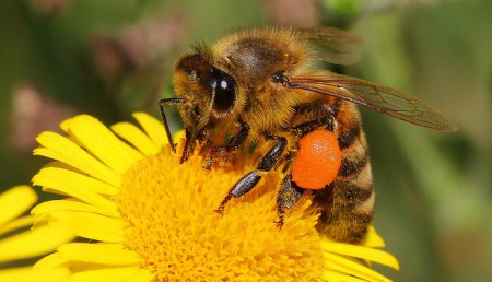 Все про медоносної бджолі: види, будова, біологія (фото)
