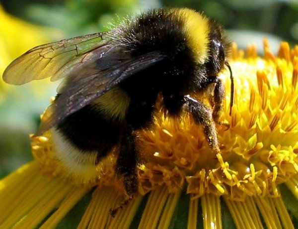 Цікаві факти про бджіл, ос і джмелі: відео та фото