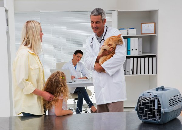 Гіперплазія у кішок: причини, діагностика і методи лікування