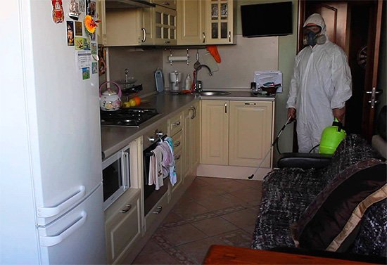 Як і чим морити тарганів Як і чим морити тарганів