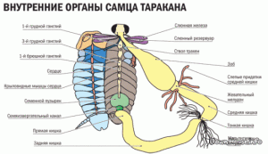 Великий чорний тарган, як позбавиться в квартирі, як виглядає, розміри, опис, характеристики, будову, фото, відео