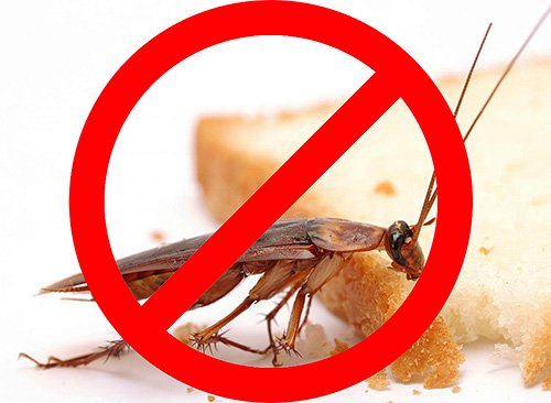 Знищення комах в квартирі: що важливо знати про цю процедуру