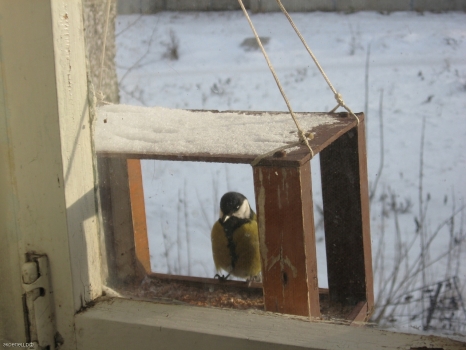 Як самостійно зробити годівницю для птахів Як самостійно зробити годівницю для птахів