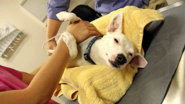 Робимо УЗД собаці: підготовка і особливості