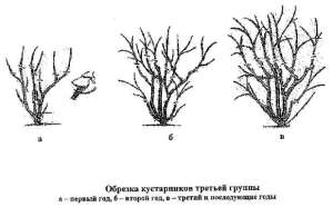 Посадка дейції і догляд за сортами витончена, шорстка, зірчаста і рожева (відео інструкція)