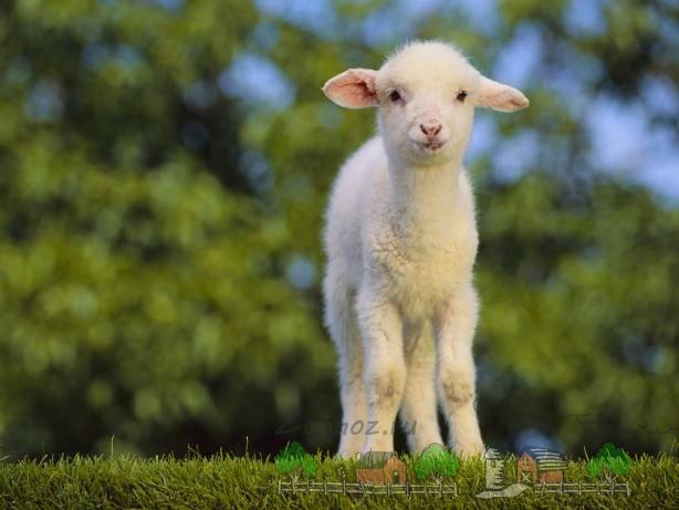 Як називають дитинча вівці і барани: огляд і фото
