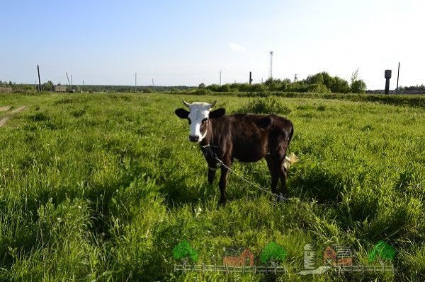 Огляд ярославської породи корів, їх фото та відео