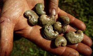Як росте кешью, чим корисні горіхи (фото рослини)?