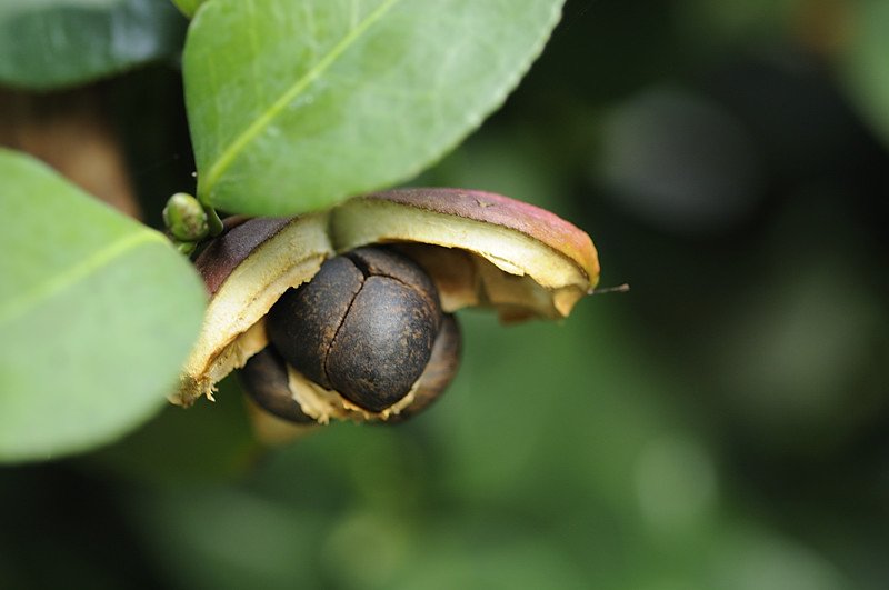 Каланхое: розмноження листом, живцями, насінням