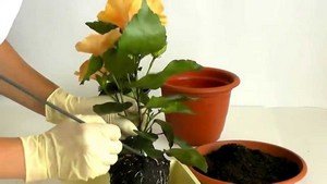 Догляд за кімнатної китайською трояндою в домашніх умовах