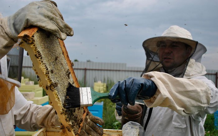 Препарати для бджіл: короткий огляд ветаптечки для початківця бджоляра