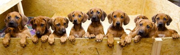 Як приймати пологи у собаки? Детальна інструкція